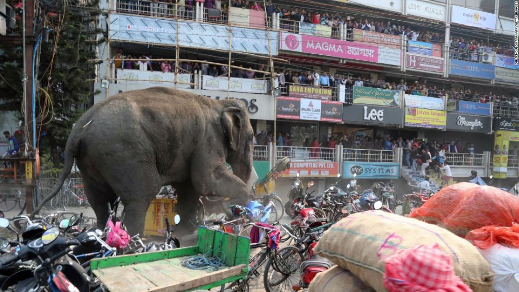 Ελέφαντας τα παίρνει κρανίο και τα κάνει όλα ΟΠΑ! | ΒΙΝΤΕΟ