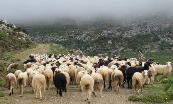 βοσκή