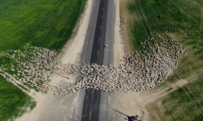 κοπάδι με πρόβατα