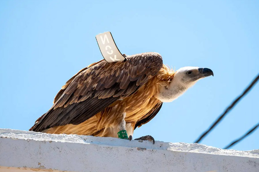 γυπας σε ταρατσα στην κρητη